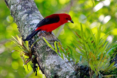 Consultoria Ambiental